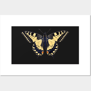 Special Colourful Butterfly | Entomology Lover Posters and Art